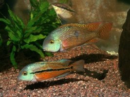 Akvarijné rybičky až do domu